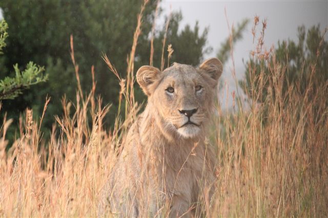 Lion in Pilanesburg