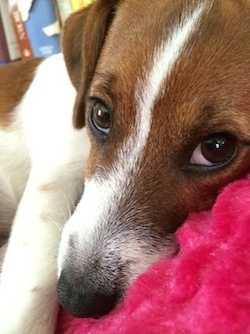 Archie, a Jack Russell Terrier, mades bedroom eyes.