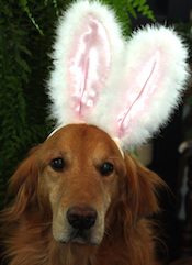 Peggy's dog Ike in his Halloween bunny ears.
