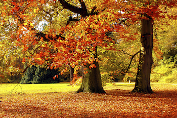 Photo of autumn leaves by stockfotoart for Thinkstock by Getty Images
