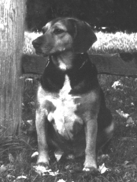 Peggy's faithful hound from childhood, Happy