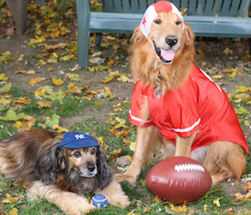 Peggy's pets Kelly and Ike ready to play ball in their Halloween costumes.