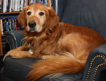 Ike the Golden Retriever resting in his favorite chair at home