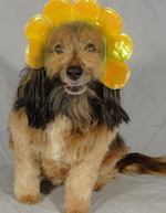 Peggy's spaniel Kelly all dolled up in a yellow petal headdress