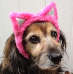 Peggy's pet dog Kelly looks good in pink ears.