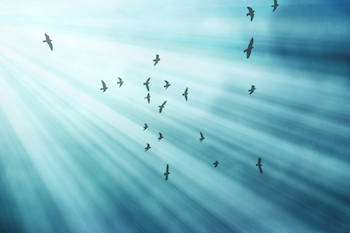 Birds in flight. Fleming Photography for Shutterstock.