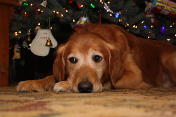 Peggy's dog Ike under the Christmas tree.