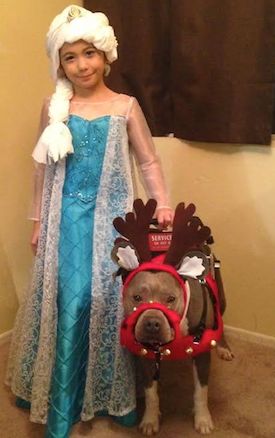 Pup Cake, a pit bull and a service dog. Photo courtesy Julie Miller and the Santos Family