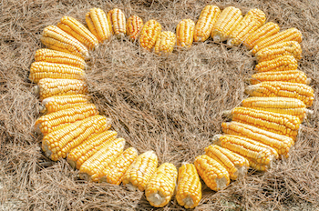 Ears of corn in shape of a heart. Photo by acongar, Thinkstock.