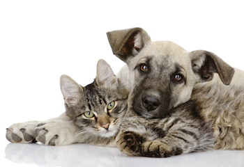 How to care for your pets. Photo by Александр Ермолаев, Thinkstock.