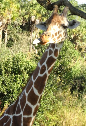 A giraffe sticks out his tongue at Disney World's Safari World.
