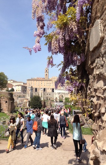 Wisteria blooming among the ruins of Rome.