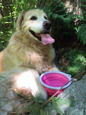 Millie drinking water on the trail. Do you believe your pets will go to heaven?