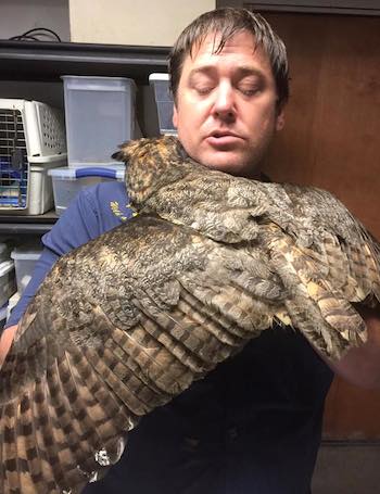 Gigi the owl thanks rescuer Douglas Pojeky of Wild at Heart Rescue in Mississippi