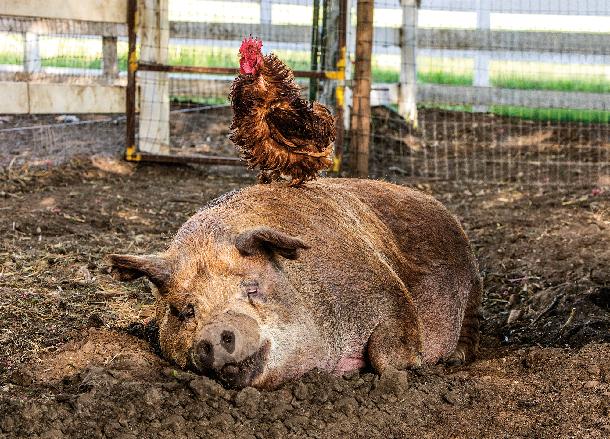 A pig and a rooster relaxes on John and Molly's farm.