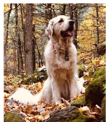Gracie in the woods